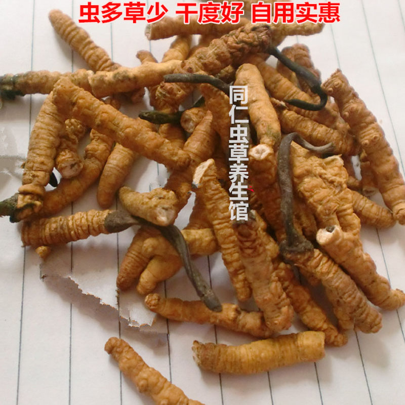 正宗西藏冬虫夏草 精选断草 西藏野生虫草 自用实惠 10g起售包邮