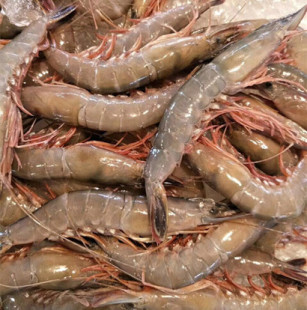 宁波石浦 野生滑皮虾当天海捕的条虾 虾 活鲜新鲜海鲜半斤装