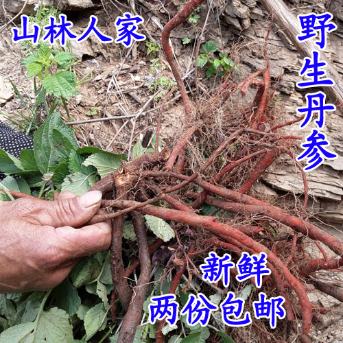 新鲜野生丹参 中药材丹参  红参 丹参茶  丹参根血参根安心茶250g