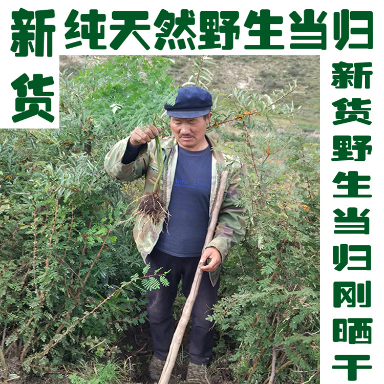 中国当归之乡甘肃岷县天然纯野生当归无硫 可切全当归片 磨当归粉