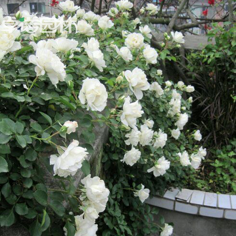 白色小藤本月季 法国白米农 梅兰蒂娜 阳台盆栽庭院矮植藤灌月季