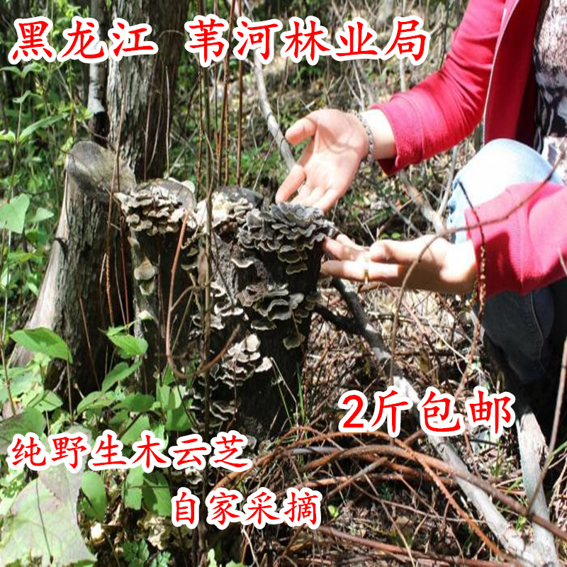 长白山野生云芝千层蘑杂色云芝菌林芝彩云革盖菌灵芝4份包邮250g