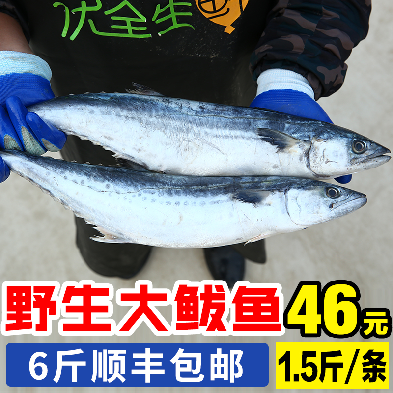 野生新鲜大鲅鱼 马鲛鱼非冷冻海鱼新鲜水产鲜活海鲜每条1.5斤