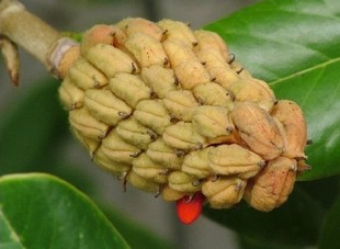 白玉兰花卉蔬果草坪种子种子批发夏季厂家封装国产简单多年生秋季