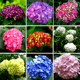 品牌: 盛源 颜色分类: 1,2,3,4,5,6,7,8,9,10 植物品种: 绣球花 适用