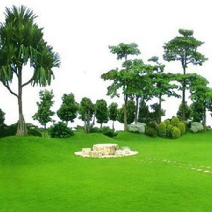 热销草坪种子 秒杀 美国进口四季青草坪种子 翦