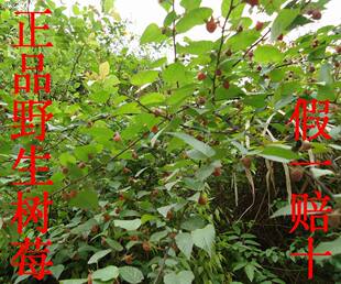 野生山莓 树泡子苗 树莓苗 覆盆子 茅莓苗 根 叶现挖现买