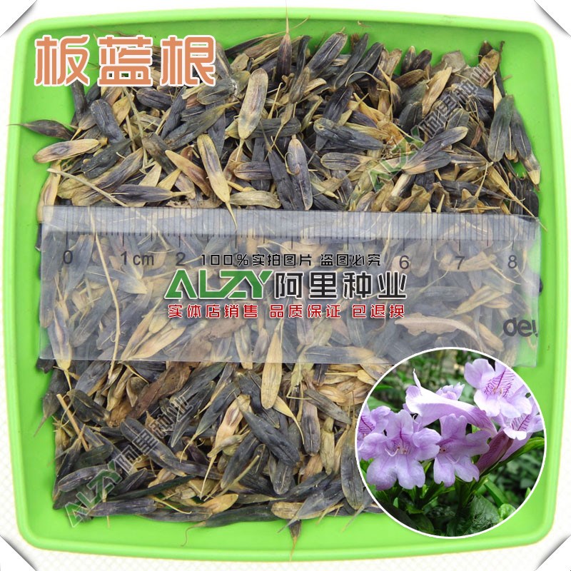 药材种子 新采板蓝根种子 精选优质板蓝根种子 别名靛青根 大青根