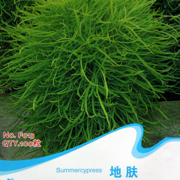 地肤种子 扫帚苗 地肤子可入药 圆球形绿植点缀