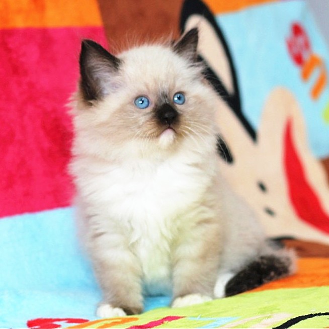 正品[暹罗连体人之谜]暹罗连体男孩评测 暹罗双