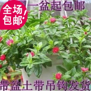 高档净化空气植物牡丹吊兰 吊兰盆栽 穿心莲 龙吐珠牡丹吊兰花