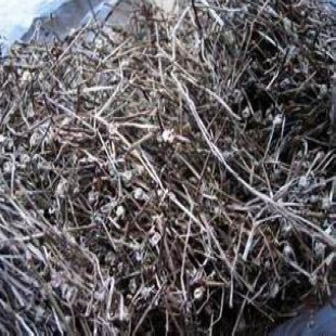 大鹏中药材批发白花蛇草（白花蛇舌草）1000克26元