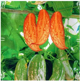 老鼠瓜种子变色瓜金芒果瓜彩瓜野西瓜白饭瓜种子观赏食用蔬菜种子
