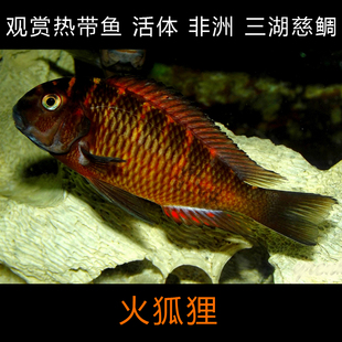 鱼缸 观赏热带鱼 活体 非洲三湖慈鲷 火狐狸3-7公分