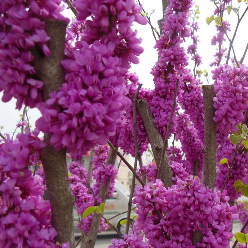 盆栽庭院花卉植物 紫荆花 紫荆树 紫荆 吉祥如意 当年开花