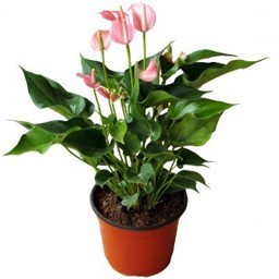 [2015爆款]南昌花店 粉掌 含盆 花朵独特 家居 办