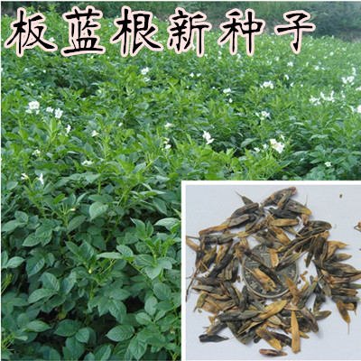 花卉种子中草药板蓝根种子靛青根种子蓝靛根大青叶种子包邮送说明
