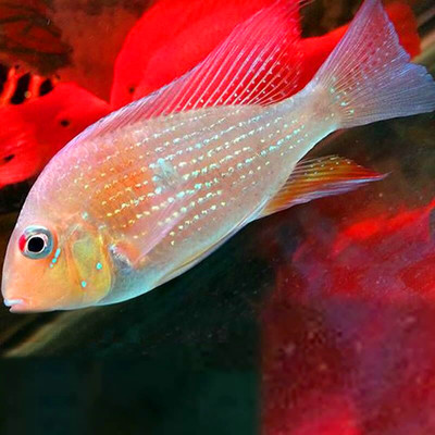 中大型 热带鱼 观赏鱼 蓝宝石关刀鱼 朱巴利鱼 彩雀 水族宠物活体