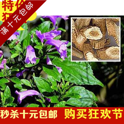 包邮 低价 优质中草药种子 批发 板蓝根种子 清热解毒 易种植