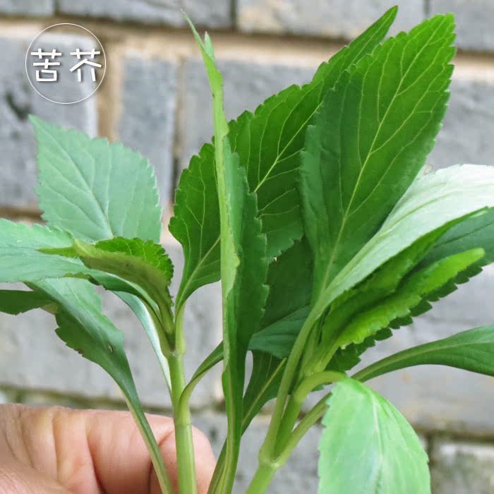 【2份包邮】走店 野生苦芥菜 蔬菜干 野菜 自然的味道