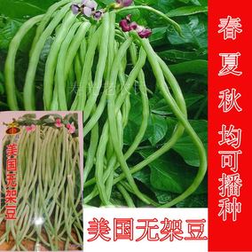 美国无架豆角种子 阳台种植 无架长豆角 无架豇豆 寿光蔬菜种子