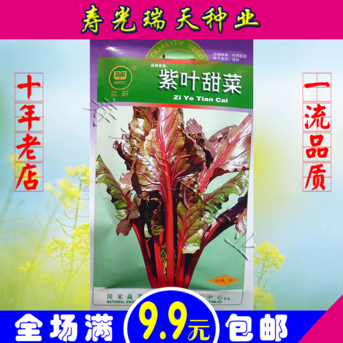 【保健特菜】紫叶甜菜种子 红梗菜补血奇效 甜脆爽口可盆栽蔬菜籽