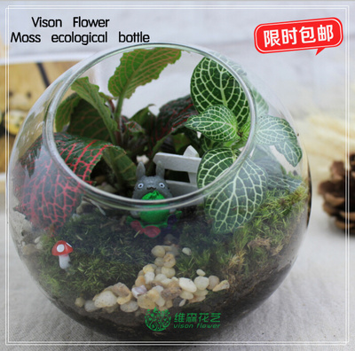 苔藓微景观 龙猫生态瓶 创意迷你植物 diy盆栽 斜口玻璃瓶 小绿植