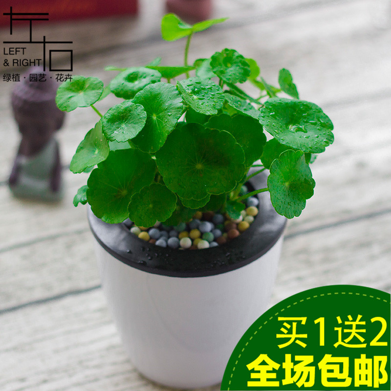 铜钱草水培植物包邮室内盆栽绿植花卉净化空气金钱草套餐水养植物
