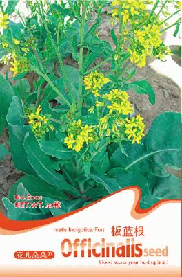 板蓝根种子 中草药种子 清热解毒凉血功效 药草籽 40粒