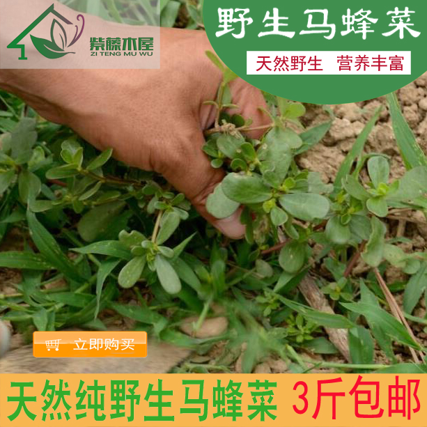 新鲜野生红茎马齿苋 马齿菜 长寿菜 五行草 马蜂菜 蚂蚱菜500g