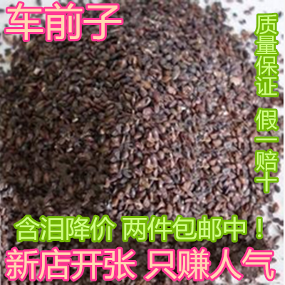 中药材车前子 野生车前草种子 车前实籽 车前子茶 质量保证500克