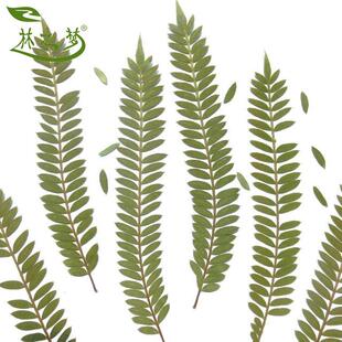 林之梦蓝花楹叶标本diy迷你小叶干花押花画儿童手工材料环保易碎