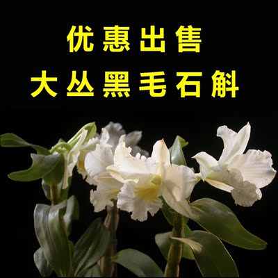 野生黑毛石斛 兰花 花卉盆栽绿植 黑毛石斛 野生石斛兰花黑毛石斛