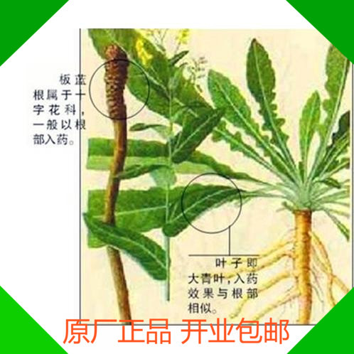 板蓝根种子 保健蔬菜 清热解毒 30粒原厂彩包装种子 药材种子