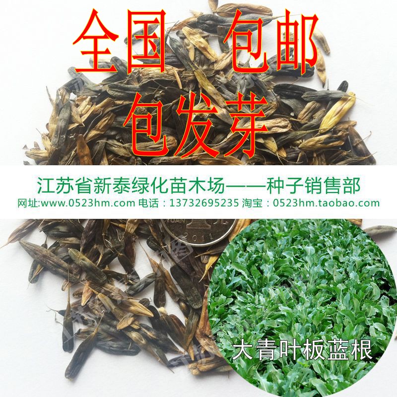 板蓝根种子批发 靛青根 蓝靛根 大青叶板蓝根种子 药食兼用 包邮