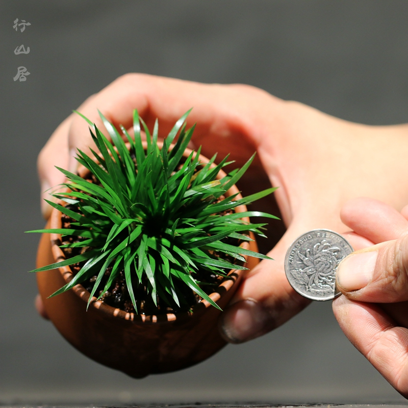 金钱菖蒲盆景黄金姬贵船苔虎须昌蒲绿植野生石菖蒲草水培植物清仓