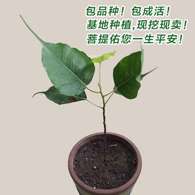 全国最正宗种源菩提树苗 庭院植物 家庭盆栽 护佑您一生