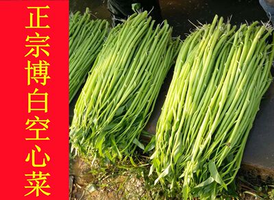 正宗广西博白空心菜 水上空心菜 热销全国 新鲜农家菜