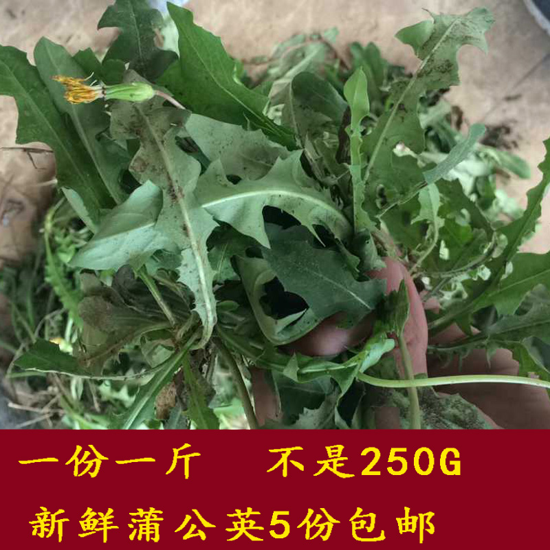 查看淘宝蒲公英新鲜现挖野菜 婆婆丁嫩的500g 正常发货5份包邮价格