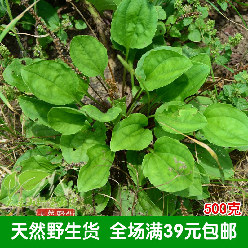 大山新鲜车前草500克 中药材 凉茶野生车前子清热降火 3件包邮