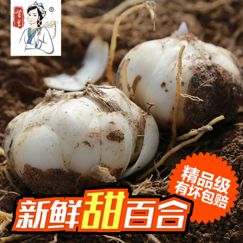 兰州百合 鲜百合 兰州新鲜百合 食用甜百合 1斤3袋9个