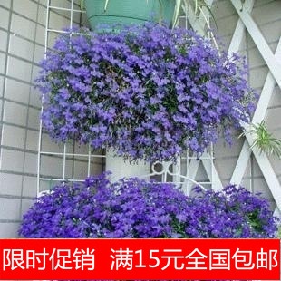 特价花卉种子香草种子翠蝶花种子 山梗菜种子 半边莲种子买多包邮