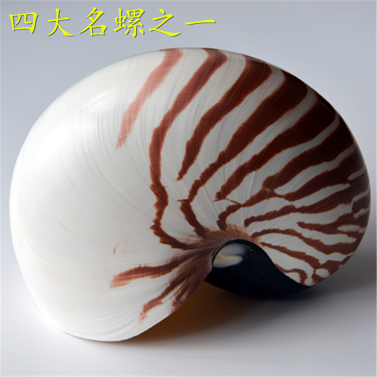 包邮海螺贝壳四大名螺之一摆件家居创意饰品收藏地中海装饰工艺品
