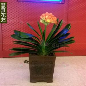 慧雅花艺 高档特级 君子兰 绿植已售0件 498.0$498.0(10折 包邮