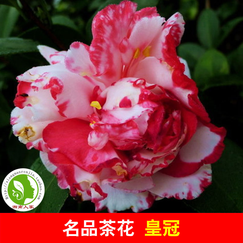 皇冠茶花树苗 中国名品茶花 十大名花之花牡丹茶花变种 白斑红边