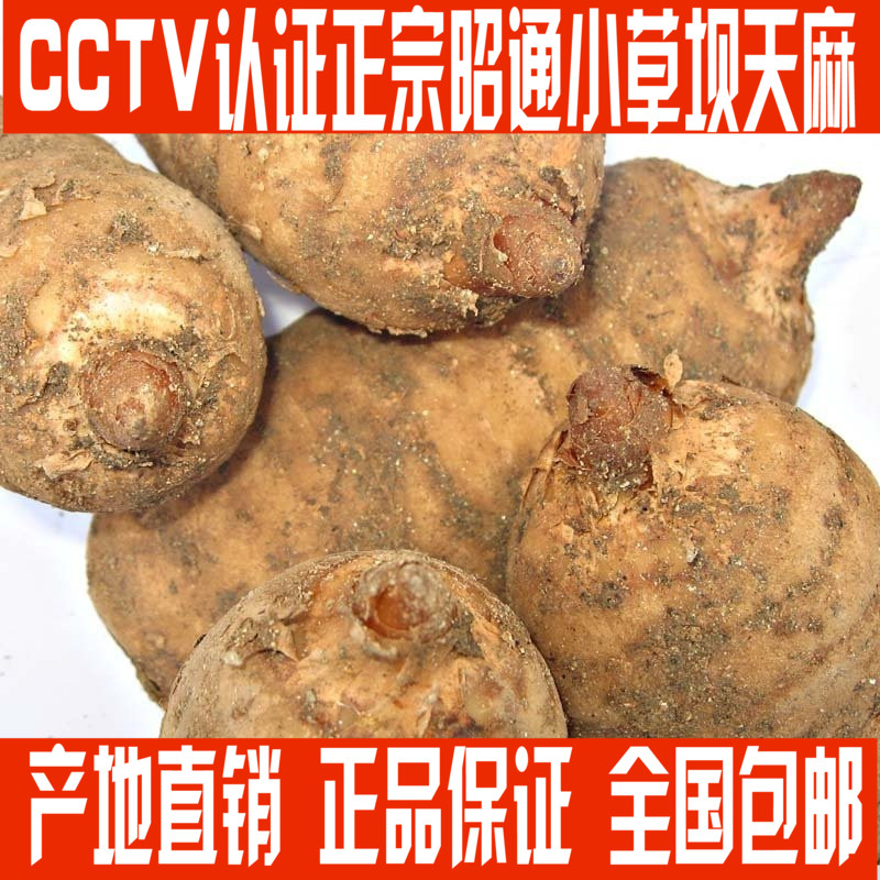 2016新鲜天麻 昭通小草坝野生鲜天麻 头晕头疼现挖 500克