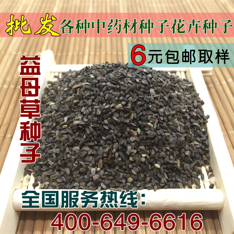 批发中药材种子益母草种子茺蔚子纯新益母草籽38/斤可做芽苗菜