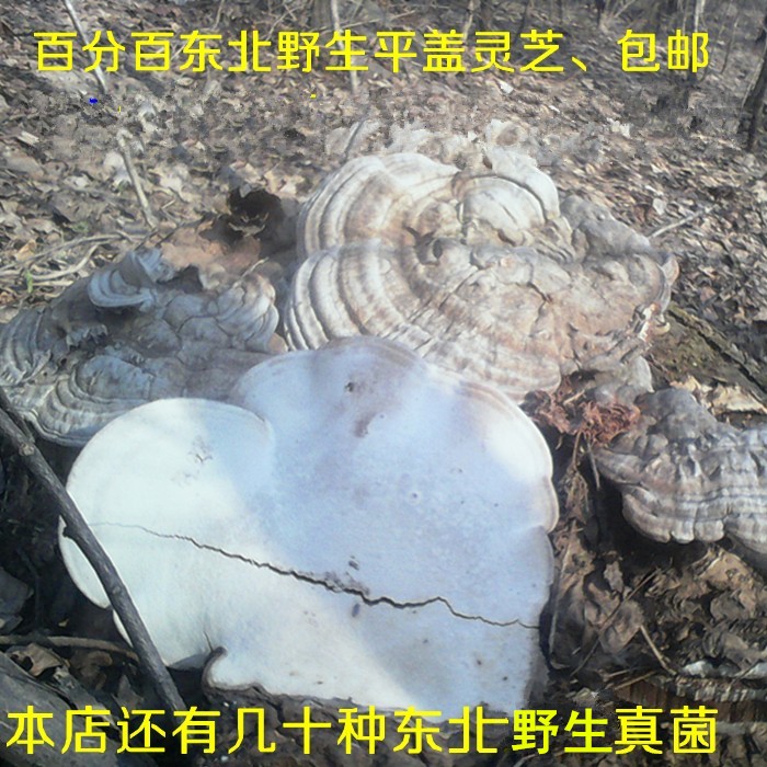 长白山野生平盖灵芝/ 大块整个木灵芝 野生树舌灵芝片 500克包邮