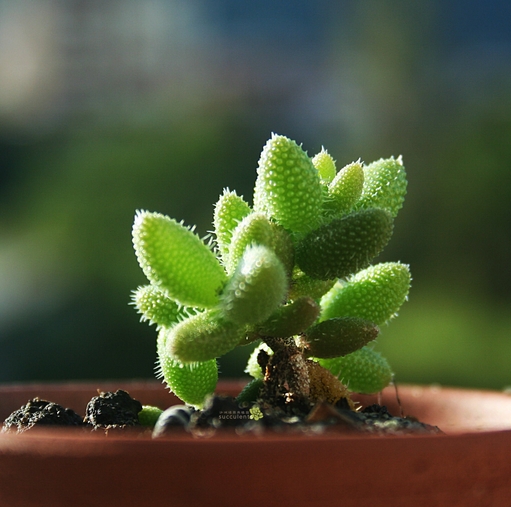 品[防辐射眼镜品牌排名]防蓝光眼镜品牌排名评