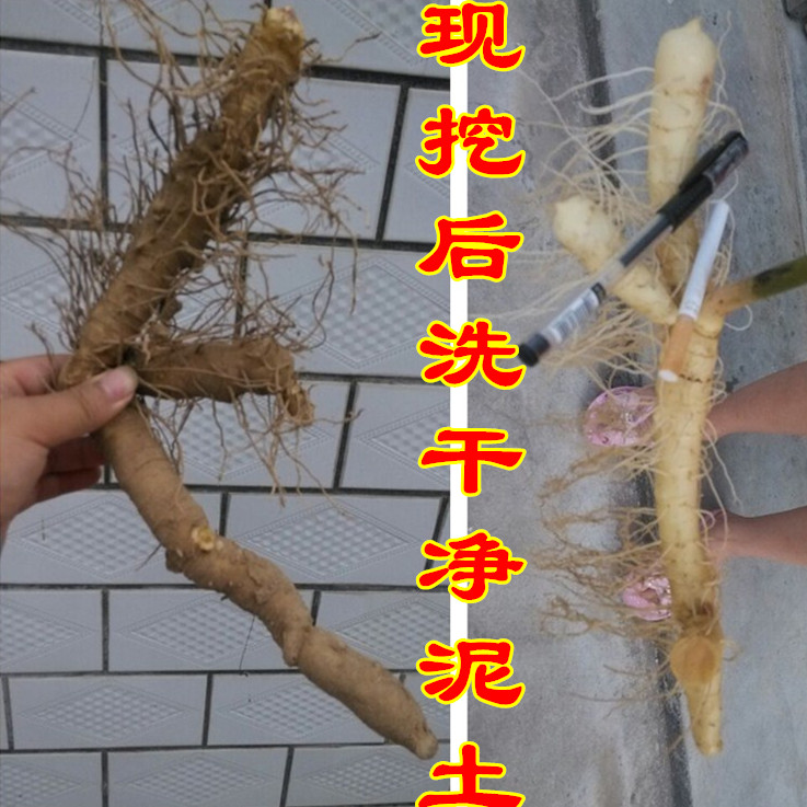 干净 现挖 新鲜 湘玉竹大条张家界500克 煲汤料 尾参 食品 玉竹茶